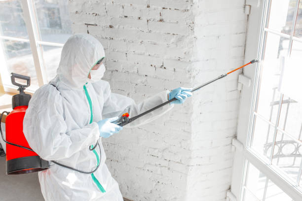 Best Mold Odor Removal Services  in USA